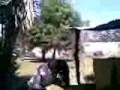 videos de cumpleaños de mirza 2