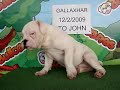 English bulldog For Sale - Gallaxhar - http://www.bullcanes.net - ceo@bullcanes.net
