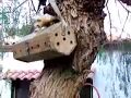 FURETTO IN ADDESTRAMENTO