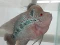 6" BONSAI FLOWERHORN - www.aquaticwonderland.com