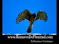 Reflexiones Diarias en Video-El Vuelo Del Halcon