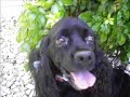 cute dogs cute dogs