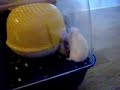 Min galna hamster