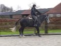 **SOLD** 4yrs Hunter prospect, KWPN dutch warmblood **SOLD** 4yrs Hunter prospect, KWPN dutch warmblood