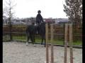 **SOLD** 4yrs Hunter prospect, KWPN dutch warmblood