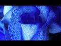 I Do- Ilaria Graziano