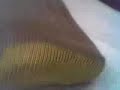 Gold Toes and Garters