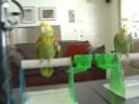 Parrrot playing End War lol
