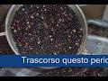 Video- Ricette cucina tipica sarda: La lavorazione dell' olio di Lentisco