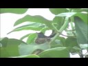Hummingbird In Nest Hummingbird In Nest