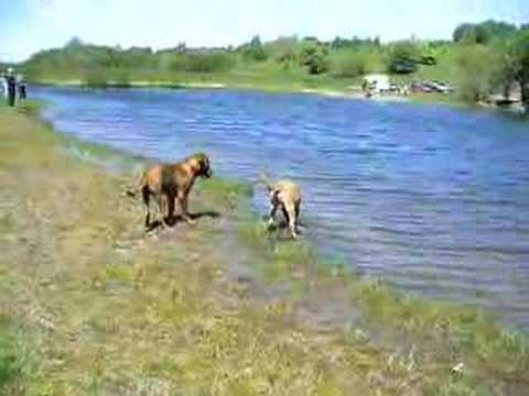 Dogue de Bordeaux