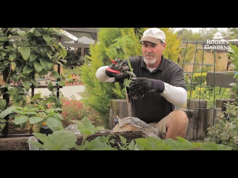 how to transplant tomatoes outside