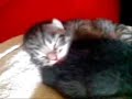 Newborn kittens - Sleeping Newborn kittens - Sleeping