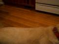 BlogDog TV - TCU