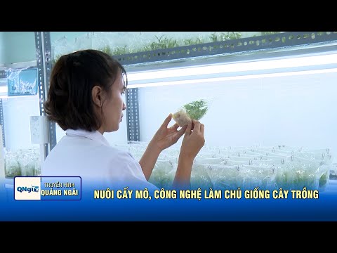 Nuôi cấy mô, công nghệ làm chủ giống cây trồng