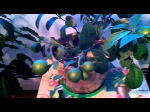 how to dwarf a lemon tree