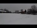 amazing acrobatic dog - sledging