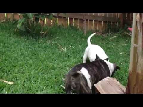 Bully Pitbull Puppies | Freak Show Bullys Bully Pitbull Puppies | Freak Show Bullys