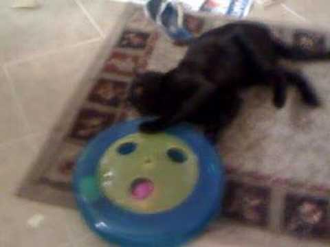 bahgira playing