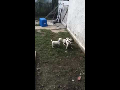 American Bulldogs 5 weeks old.