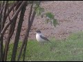 Rare Albino Robin Rare Albino Robin