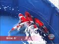 Nishiki Koi Club - young koi show 2006, best mature