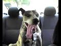 Dogmo Dogmo
