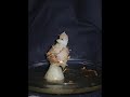 snoman melting timelapse snoman melting timelapse