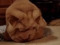 Shar-Pei Puppy Baby