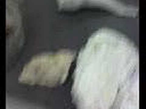 Animal Diversity 5 - Mollusca