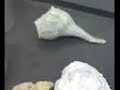 Animal Diversity 5 - Mollusca