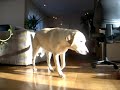 schattig hondje 2 schattig hondje 2