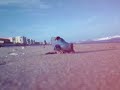 portuguese man o war