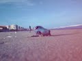 portuguese man o war