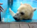 Polar bear wants to eat hand