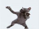 Dancing Kitten #4 Smile