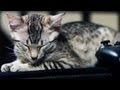 KITTEN SLEEPS EVERYWHERE
