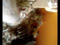 gerbille + rouleau de sopalin gerbille + rouleau de sopalin