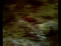 videos de gerbille + rouleau de sopalin
