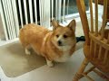 Pembroke Welsh Corgi