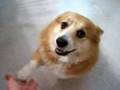 Our Pembroke Welsh Corgi  Chloe