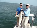 HammerTime! Hammerhead Shark release off Islamorada