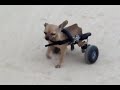 charity-the-chihuahua-gets-her-wheelchair.html