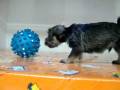 Schnauzer Macho STA REF:203