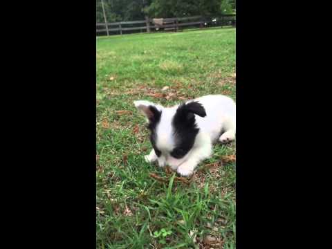 AKC white and black Papillon male