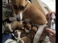 Jack Russell e i suoi fratelli (10gg)