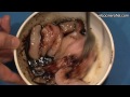 Video de Cocina - Pollo con Fideos