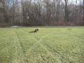 videos de Random Dog Clips