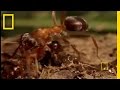 Parasitic Mind Control