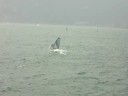 videos voile